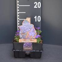 Randjesbloem (aubrieta hybride "Hamburger Stadtpark") bodembedekker - 6-pack - 1 stuks - thumbnail