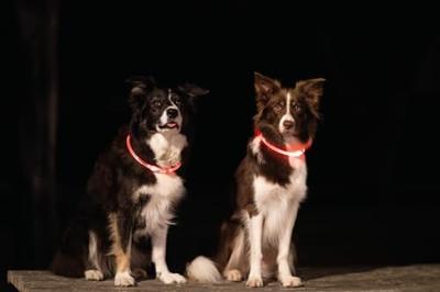TRIXIE LICHTGEVENDE HALSBAND HOND FLASH USB TPU / NYLON ROZE - thumbnail
