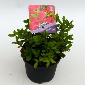 Rododendron (Rhododendron Japonica "Geisha Red") heester - 15-20 cm - 8 stuks