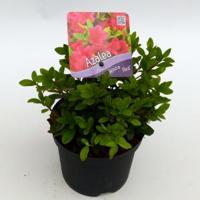 Rododendron (Rhododendron Japonica "Geisha Red") heester - 15-20 cm - 8 stuks - thumbnail