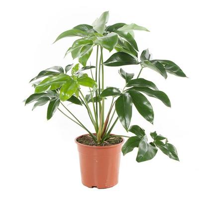 Philodendron Green Wonder - P 24 cm