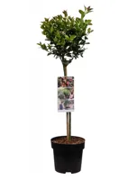 Blauwe Hulst - thumbnail