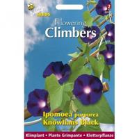 Zaden Flowering Climbers Ipomoea Knowlians Black Buzzy - Buzzy - thumbnail