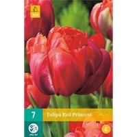 Tulp Red Princess 5 bollen - thumbnail
