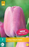 Tulp purple pride 7 bollen - thumbnail