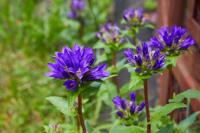 Klokjesbloem - thumbnail