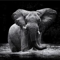 Olifant - thumbnail