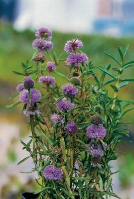 Moerings Preslia cervina - Engelse watermunt