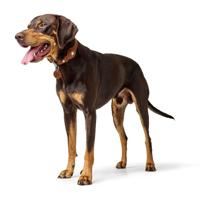 HUNTER Hondenhalsband met Apple AirTag-houder Viborg, cognac, Maat: 60 - thumbnail