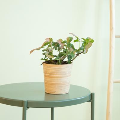 Syngonium Podophyllum Red Spot - P12