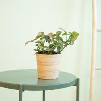 Syngonium Podophyllum Red Spot - P12 - thumbnail