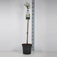 Trosroos op stam 90 cm (rosa "Lemon Romantica"®) - thumbnail