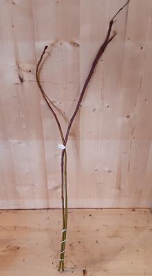 Kerstgroen grote lange krullende takken Warentuin Natuurlijk - Warentuin natuurlijk