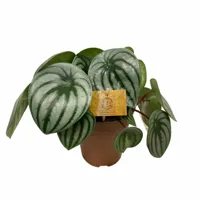 Eden Collection - Peperomia Argyreia Watermelon XL - thumbnail