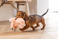 Pup knuffel flamino roze - thumbnail