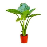 Alocasia calidora L kamerplant - thumbnail
