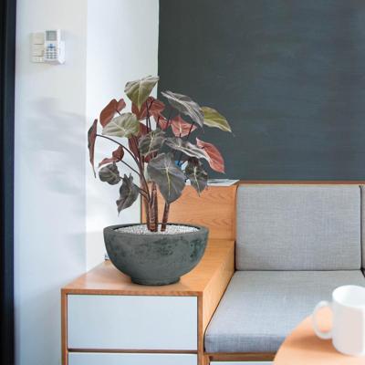 Syngonium kunstplant op hout 60cm Syngonium kunstplant op hout 60cm