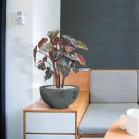 Syngonium kunstplant op hout 60cm - thumbnail