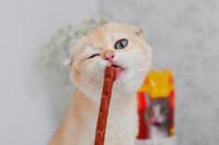 Muis Josera - thumbnail