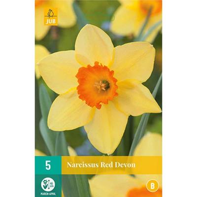 Narcis red devon 5 bollen