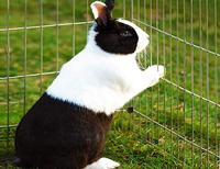 Monzana Konijnenhok - Konijnenren Zwart - Hamsterkooi - Rattenkooi 180x75cm - thumbnail