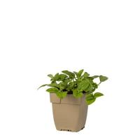 Gewone brunel vaste plant Griffioen - Griffioen - thumbnail