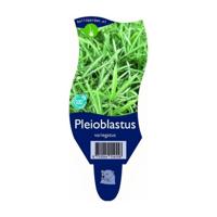 Pleioblastus variegatus vaste plant Griffioen - Griffioen - thumbnail