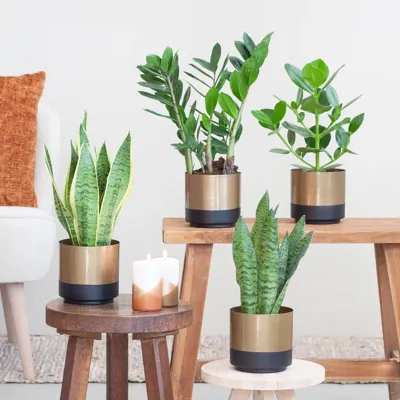 Sterke kamerplantenmix - P12 - 4 stuks