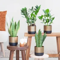 Sterke kamerplantenmix - P12 - 4 stuks - thumbnail