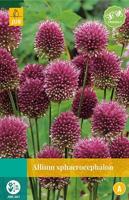 Bloembollen Allium Sphaerocephalon 25st - thumbnail