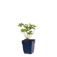 Geranium Johnson s Blue vaste plant Griffioen - Griffioen - thumbnail