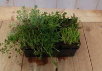 Vetplanten Sedum zes stuks Warentuin Natuurlijk - Warentuin natuurlijk - thumbnail