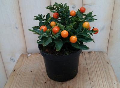3 stuks! Solanum Appeltje der liefde Nachtschade Warentuin Natuurlijk - Warentuin natuurlijk
