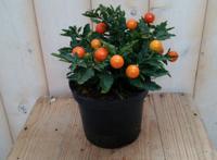 3 stuks! Solanum Appeltje der liefde Nachtschade Warentuin Natuurlijk - Warentuin natuurlijk - thumbnail
