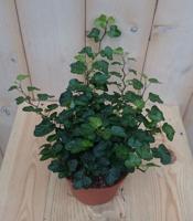 3 stuks! Hedera klimop groen Warentuin Natuurlijk - Warentuin natuurlijk - thumbnail