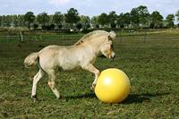 Maximus Power Play Ball 100cm - thumbnail