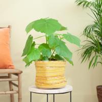 Sparmannia Africana - Kamerlinde - P17 - thumbnail