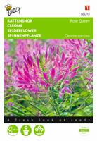 Cleome, Kattensnor Rose Queen - thumbnail