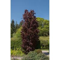 Smalopgaande beuk - thumbnail