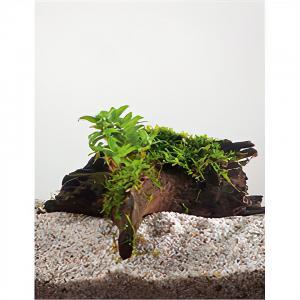 Staurogyne repens - op drijfhout - aquarium plant Staurogyne repens - op drijfhout - aquarium plant