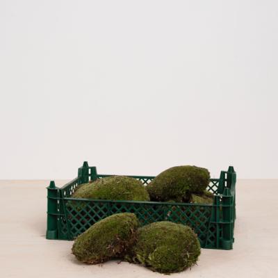 Bolmos (kussentjesmos) Bolmos (kussentjesmos)