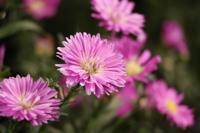 Canon RF-S 55-210mm F/5-7.1 IS STM - thumbnail
