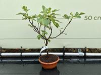 Vijgenboom - Brown Turkey - thumbnail