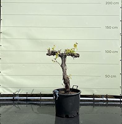 Druivenboom - Op oude stam