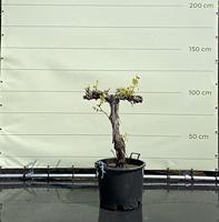 Druivenboom - Op oude stam - thumbnail