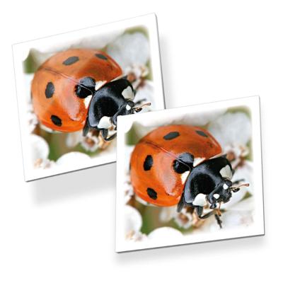 Tactic memo beestjes Tactic memo beestjes