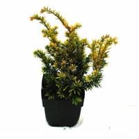 Taxus (Taxus baccata "Semperaurea") conifeer - thumbnail