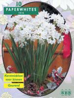 Paperwhites - thumbnail