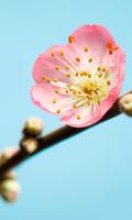 Noordwand Komar Munich Design Fotobehang Peach Blossom - V3-753 - thumbnail
