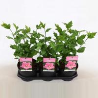 Hibiscus syriacus Pink Giant - 3 stuks - thumbnail